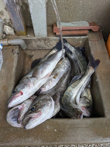 シーバスの釣果