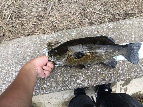 スモールマウスバスの釣果