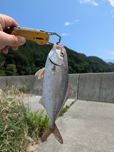 ショゴの釣果