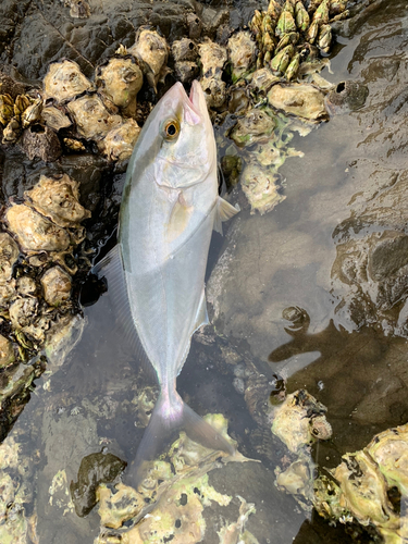 ショゴの釣果