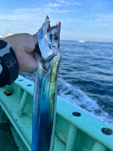 タチウオの釣果