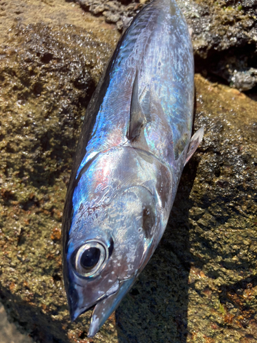 マルソウダの釣果