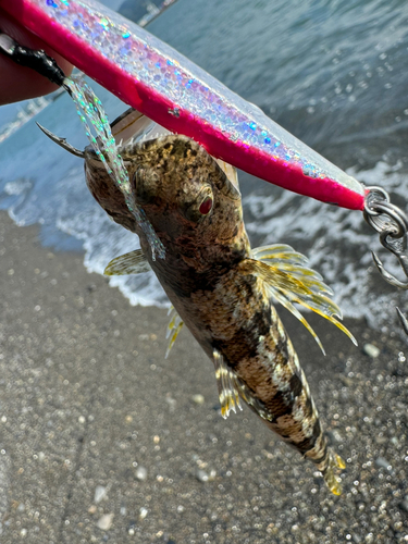 ミナミアカエソの釣果