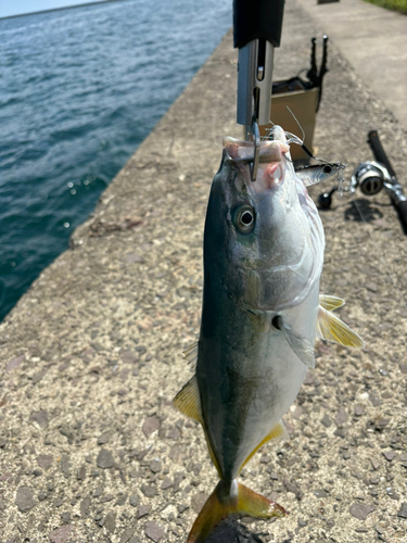 イナダの釣果