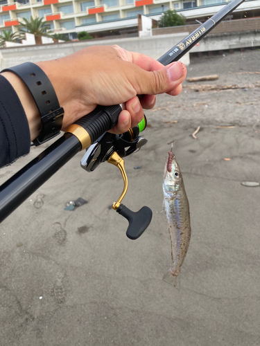 キスの釣果