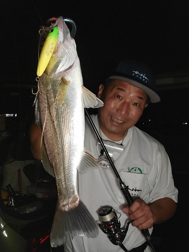 シーバスの釣果