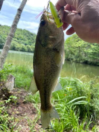 ブラックバスの釣果