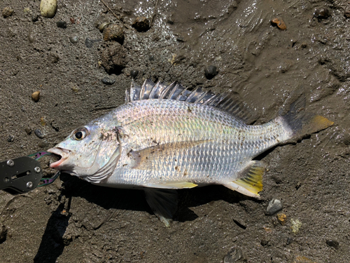 キビレの釣果