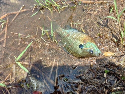 ブルーギルの釣果