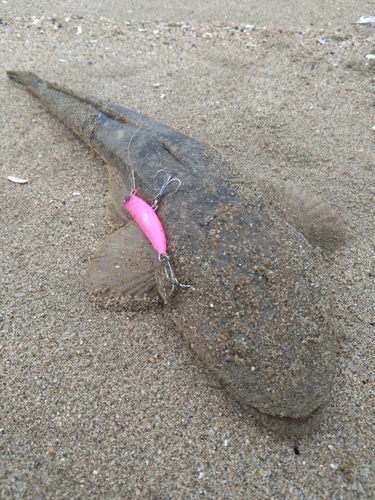 マゴチの釣果