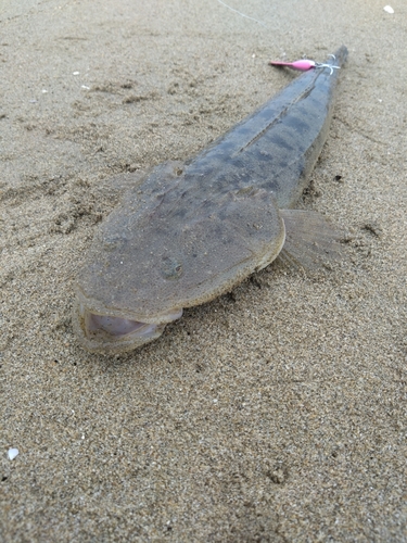 マゴチの釣果