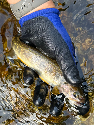 イワナの釣果