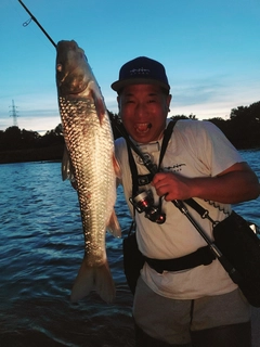 ニゴイの釣果