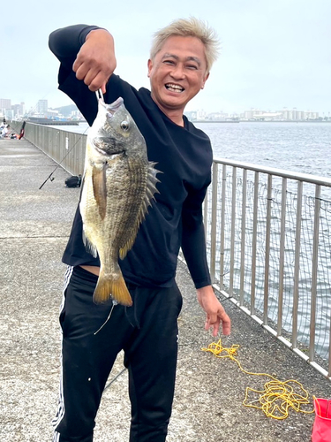 クロダイの釣果