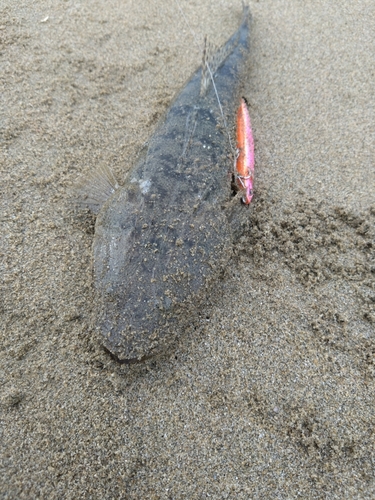 マゴチの釣果