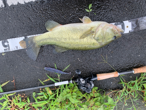 ブラックバスの釣果