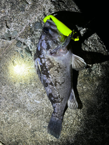 クロソイの釣果