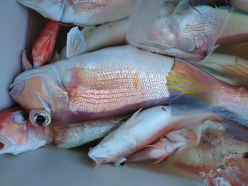 アカアマダイの釣果