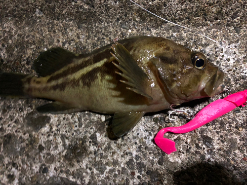 シマゾイの釣果