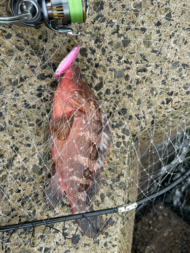 アコウの釣果