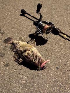 クロソイの釣果