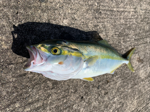 モジャコの釣果