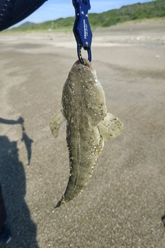 マゴチの釣果