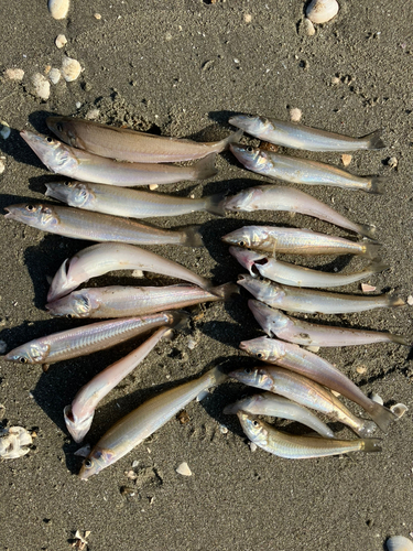 シロギスの釣果