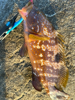 アコウの釣果