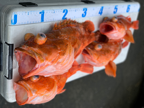 ウッカリカサゴの釣果