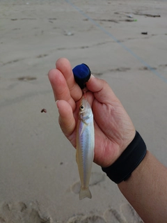 シロギスの釣果