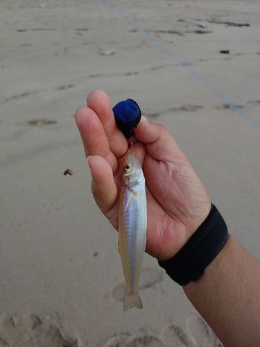 シロギスの釣果