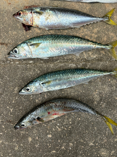 サバの釣果