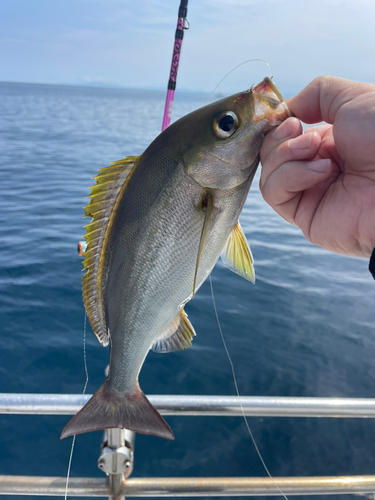 イサキの釣果