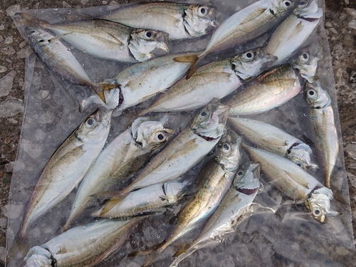 アジの釣果