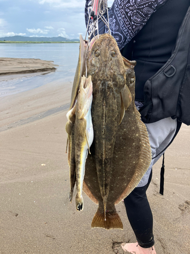 マゴチの釣果