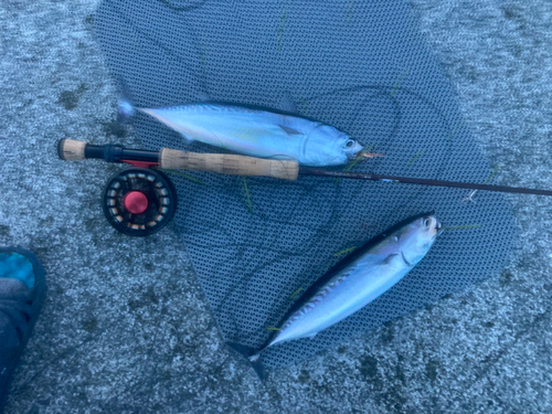 マルソウダの釣果