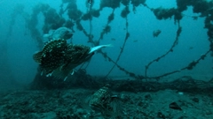 ウッカリカサゴの釣果