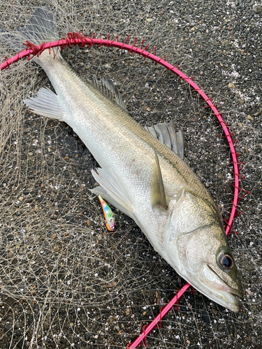 スズキの釣果