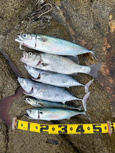 フッコ（ヒラスズキ）の釣果