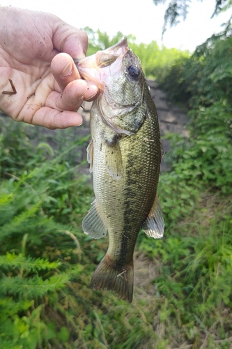 ラージマウスバスの釣果