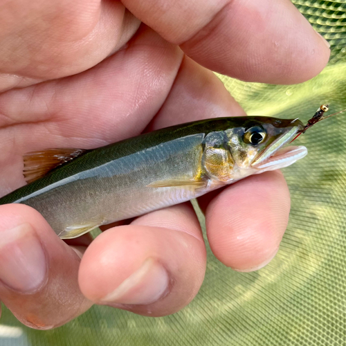 アユの釣果