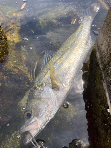 セイゴ（マルスズキ）の釣果