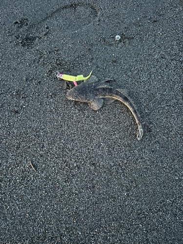 マゴチの釣果