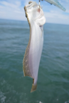 ソゲの釣果