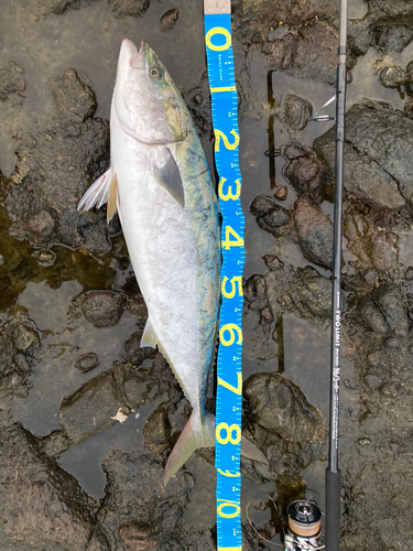 ブリの釣果