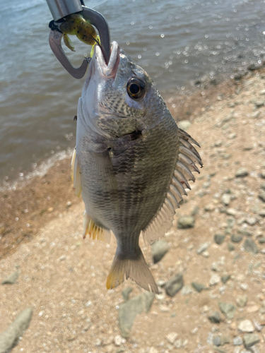 キビレの釣果