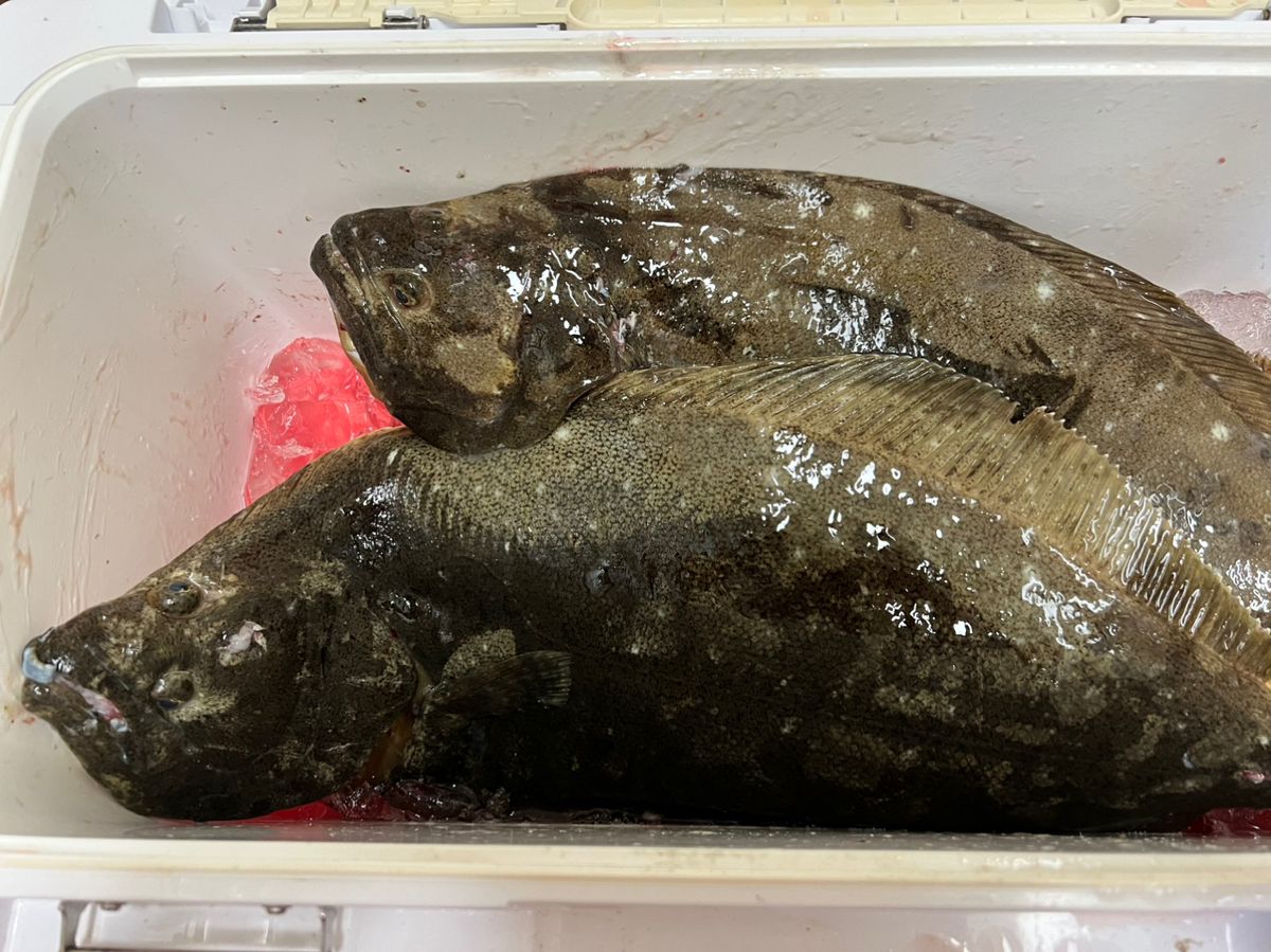 パパきちさんの釣果 1枚目の画像