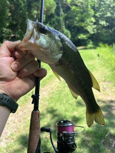 ブラックバスの釣果