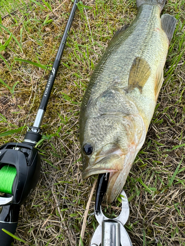 ラージマウスバスの釣果